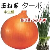 たまねぎ 苗 ターボ 中生種 タマネギ 抜き苗 50本