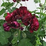 アイビーゼラニウム：[半八重～八重・シビル]ｐacトミー3.5ポット2株セット[天竺花葵見立鑑] ノーブランド品