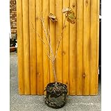 ハナズオウ（花蘇芳） 樹高1.0m前後 露地 落葉低木