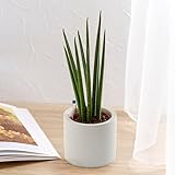 お手入れかんたん 観葉植物「サンスベリア・バキュラリス（シリンダーホワイト）インテリアグリーン 日比谷花壇