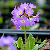 宿根草:プリムラ デンテキュラータ 紫花(玉咲き桜草)9cmポット苗2ポットセット【紫桜館山の花屋】
