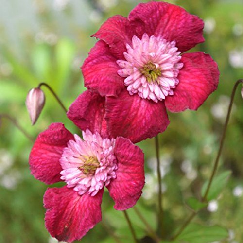 2ページ目 クレマチスの種類 の種類 画像 ピンク 紫 育て方 ガーデニングの情報ならmayonez