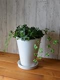 観葉植物 フェイク 造花 ♪【グリーンパーク】皿付プランターM H20＜タイプ：シュガーバイン＞♪ インテリアグリーン アーティフィシャル