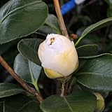 椿（ツバキ）の苗木　白玉