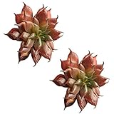 Auntwhale 人工偽プラスチック多肉植物ミニ景観盆栽材料DIY Fairy Garden Floral Deco