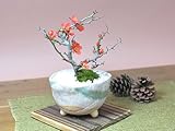 長寿梅 信楽祝鉢 樹高15cm×幅16cm