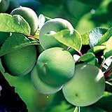 梅(ウメ)苗木　豊後（ぶんご）