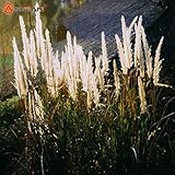 Cheap 500pcs / bag colorful Pampas Grass Cortaderia Seeds Are Very Beautiful Garden Plants Decorativ