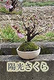 陽光桜　信楽焼き入り　桜盆栽