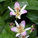 ホトトギス「桃酔」