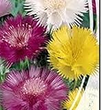 花の種子スウィートスルタンミックス（ヤグルマギクmoschata）年報