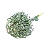 Homyl 人工植物　プラスチック製　家飾り　人工花　多肉植物　5サイズ選べる - マルチカラー, ＃3 15cm