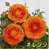 球根性宿根草 ラナンキュラス 全6色 1株 【オレンジ】