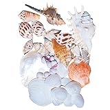 東京堂 ドライフラワー  シェルミックス 大 (300g入り) FD005600