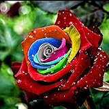 100pcsバッグ珍しい混合色バラ種子虹バラ種子盆栽花種黒バラのバルコニー植物の供給color2