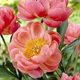 シャクヤク（ピオニー）：コーラルチャーム7号ポット[2年生養成大株5芽以上][苗][芍薬]