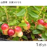 (山野草/盆栽)大実コケモモ(リンゴベリー・カウベリー)2～3.5号(1ポット) 家庭菜園 本州・四国限定[生体]