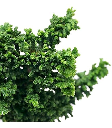 Amazon.co.jp: ヒノキ 石化桧 寄せ植え 盆栽 奥行15cm 横幅18cm 高さ