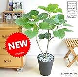 LAND PLANTS ハートリーフ ウンベラータ ブラックレーベル 黒色セラアート鉢