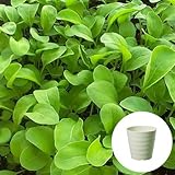 ルッコラ / ロケット 栽培 セット / ハーブ / 軽量 プラスチック 鉢 プランター / アイボリー