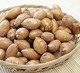 山菜苗:アピオス 15cmポット種芋10球仮植え苗【紫桜館山の花屋】