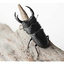 【野外品】滋賀県オオクワガタWD特大サイズ 野外品】滋賀県オオクワガタWD特大サイズ Amazon.co.jp: WD