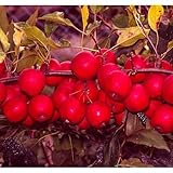 果樹苗 林檎 アルプス乙女 1年生苗