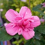 ムクゲ“紅八重”ポット苗 庭木 落葉樹 シンボルツリー 生垣 目隠し