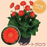 宿根ガーデン ガーベラ ガルビネア大輪タイプ【スイートグロウ】１株　１株植えれば十分！開花期間も長く毎年簡単に楽しめます！