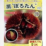 2015年果樹苗・新苗 ☆栗 ぽろたん ６号(18cm)ポット