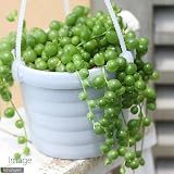 (観葉)ぶらりサキュレント 「グリーンネックレス」 3号吊り鉢タイプ(1鉢) (説明書付) 本州・四国限定[生体]