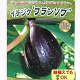 2017年新苗・果樹苗 いちじく フランソワ(スイートカロン) 6号(18cm)ポット