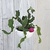 ミニドラゴンフルーツ大株5号鉢[一度はチャレンジしたいトロピカルフルーツ][結実実績のある株] ノーブランド品