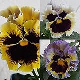 フリルパンジー：ドラキュラ　イエロー系3.5号ポット 2株セット