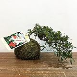 苔玉 サツキ（松鏡）の苔玉