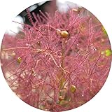 スモークツリー・リトルルビー 3年生苗