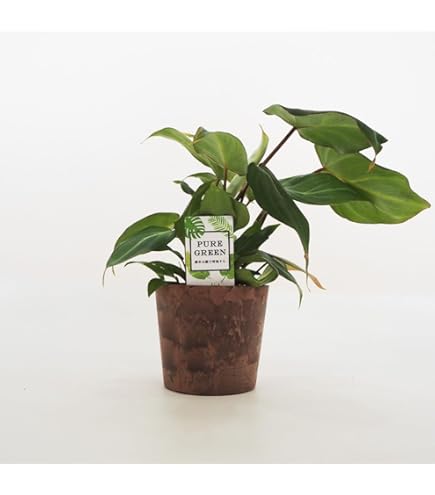 Amazon｜おしゃれ 観葉植物：フィロデンドロン コブラ*5号吊り鉢