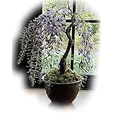 盆栽ギフト 鉢花 藤盆栽