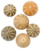 東京堂 ドライフラワー パンプキン (6コ入り) #ナチュラル FE000603