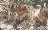 Pick of the Pack by Carl Brenders Wolves Animals Wildlife Nature印刷ポスター(サイズ選択) 28x22 Print BM-B1262n
