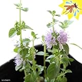charm(チャーム) (観葉植物) ハーブ苗 ミント ペニーロイヤルミント 3号(1ポット) 虫除け植物