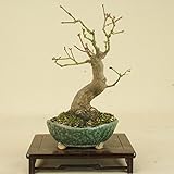 いよじ園 山モミジ（小品盆栽） 【雑木盆栽 紅葉】