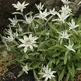 礼文ウスユキソウ