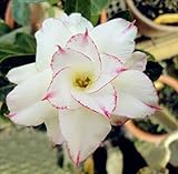 40 Fresh seedsアデニウム アラビカム オベスム 砂漠のバラ種子(40粒)塊根植物種子Adenium obesum Desert Roses seeds no437-Triple-Whit