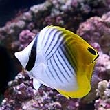 トゲチョウチョウウオの飼育方法 混泳 餌 病気 性格 サンゴ マリンアクアリウム総合情報サイト トゲチョウチョウウオの飼育方法 混泳 餌 病気 性格 サンゴ マリンアクアリウム総合情報サイト