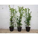 【ノーブランド品】ブルーベリー・ティフブルー樹高0.4m前後13.5cmポット/