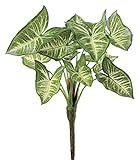 asca シンゴニウムブッシュ クリームグリーン 全長33cm・葉径9~14cm A-42491-053A