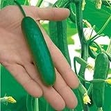 【メール便配送】　国華園　野菜たね　キュウリ　Ｆ１カクテルキュウリ　1袋(10粒)【※発送が国華園からの場合のみ正規品です】