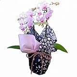 ミディ胡蝶蘭 2本立ち 4号陶器鉢 ブランド風呂敷ラッピング　kenema「花嵐」