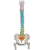 Amazon.co.jp: 脊柱模型 - 脊柱可動型モデル，大腿骨付 - 3B